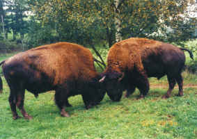 Bison - Natur- und artgerechte Haltung von Bisons ist keine alltägliche Form der Tierhaltung. Das Resultat ist ein gesundes Fleisch für die Verbraucher.