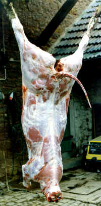 Bisonzucht- und Haltung in der Pfalz - Hanns-Josef de Graaff